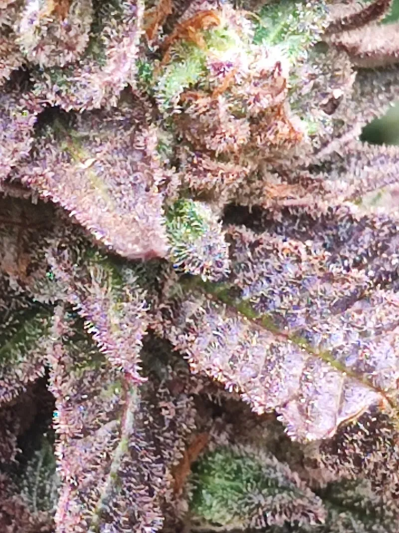 Exotic Genetic Cannabis stores