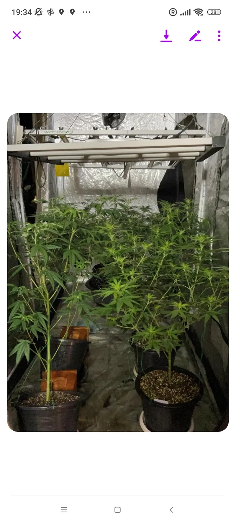 Exotic Genetic Cannabis stores