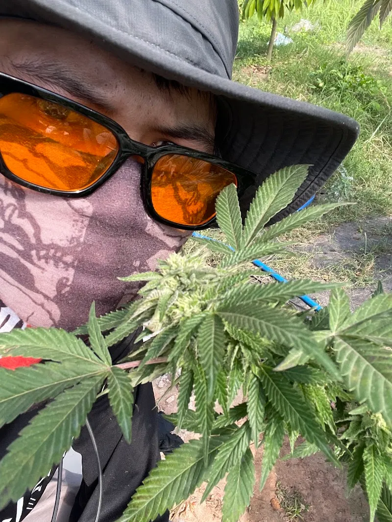 Faed-Nrk Cannabis Farmer (กัญชาคุณภาพ)🪴🥦🧑‍🌾💚