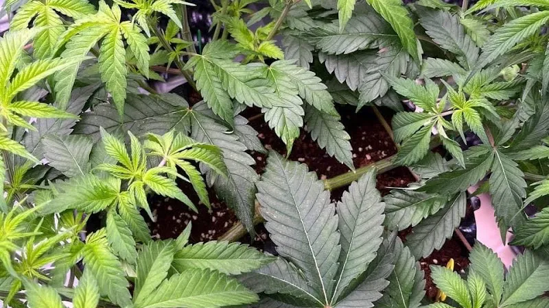 ร้านกัญชาFHC Cannabis store