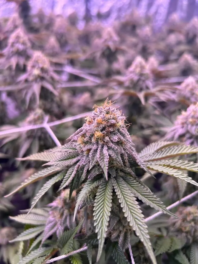 ร้านกัญชาFourFeb og1