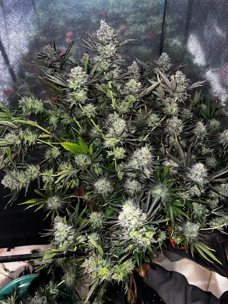 ร้านกัญชาFourFeb og1