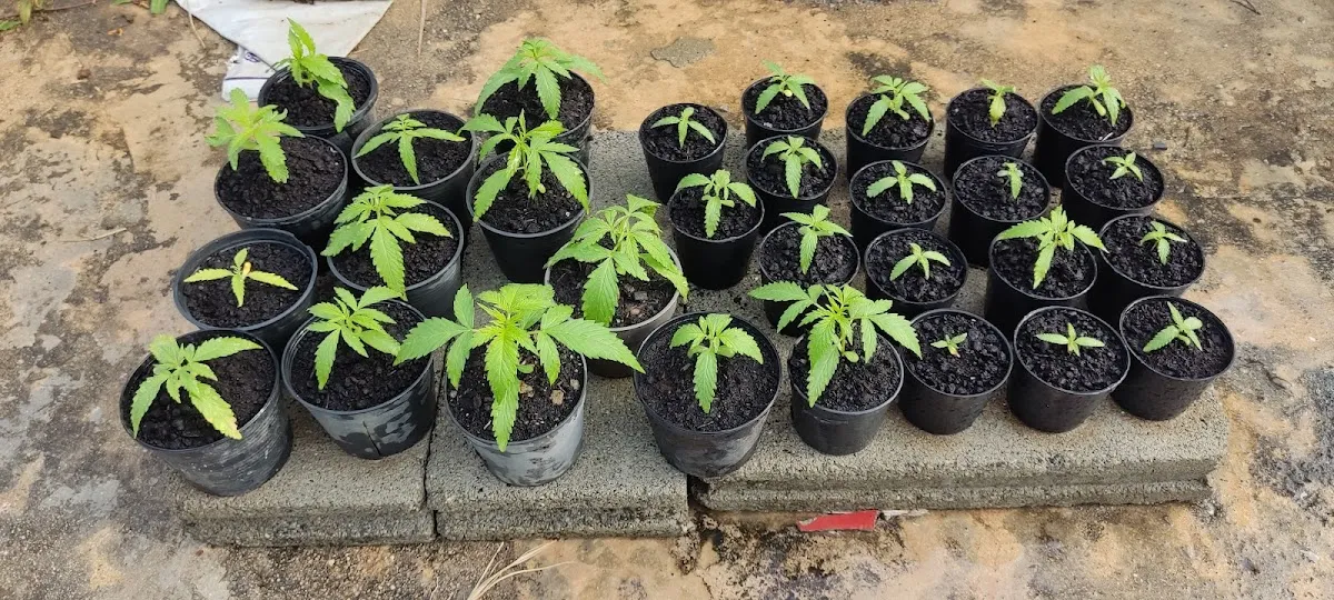 Ganja Fresh กัญชาเฟรช