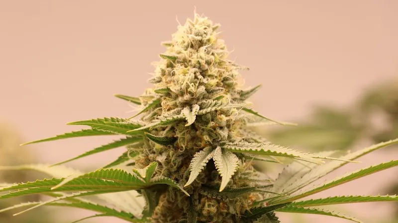 GANJA GOATS - EXPRESS DELIVERY