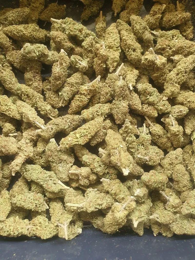 Garden house cannabis fram