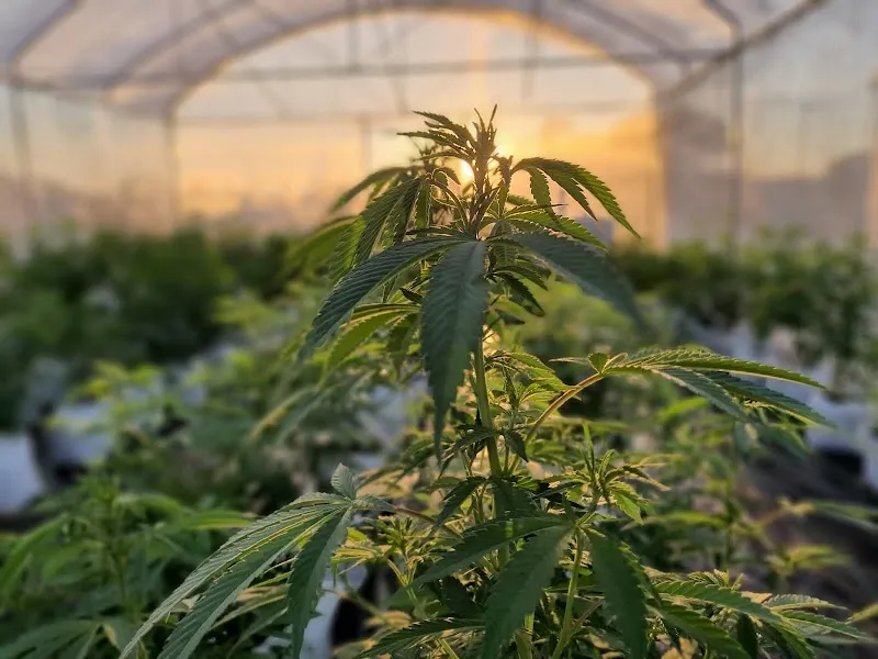 Garden house cannabis fram