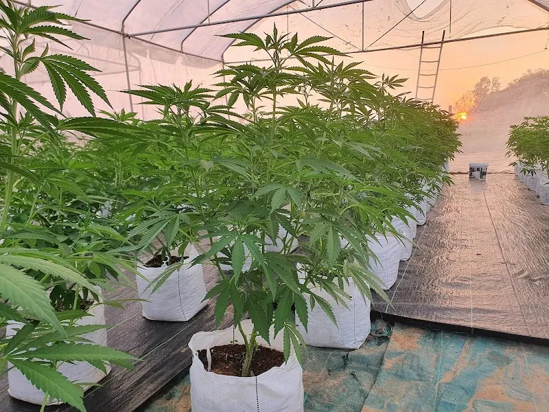 Garden house cannabis fram