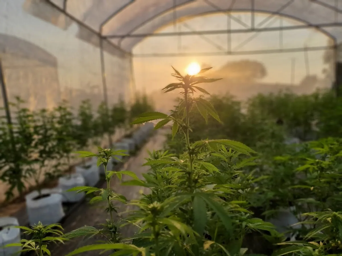 Garden house cannabis fram