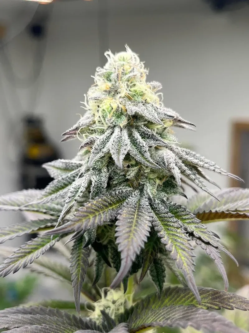 Ginger cannabis