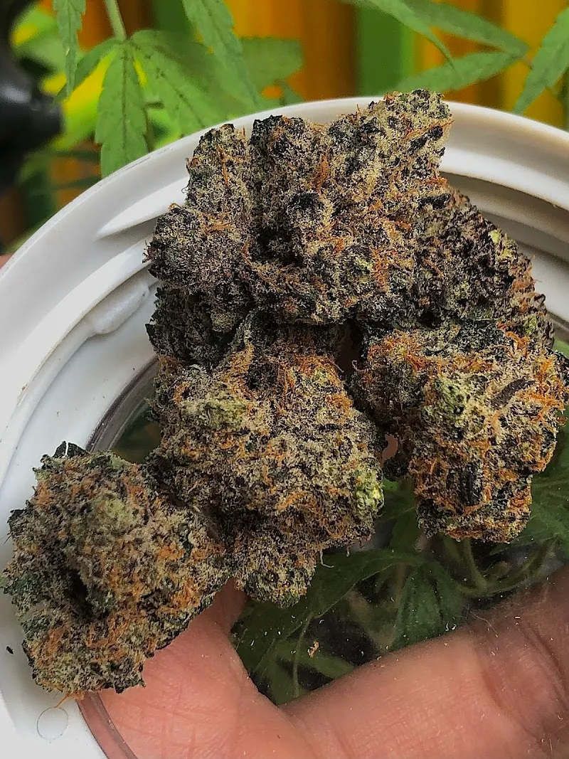 Growpro  Cannabis shop