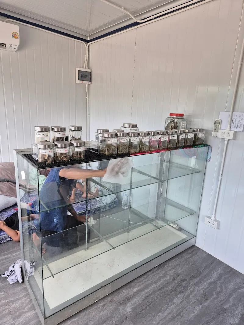 ฮาลั่นแคนนาบีส-Haalan Cannabis-คีรีธาร