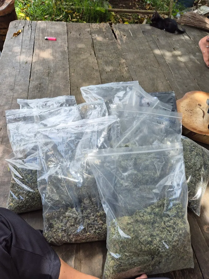 ฮาลั่นแคนนาบีส-Haalan Cannabis-คีรีธาร