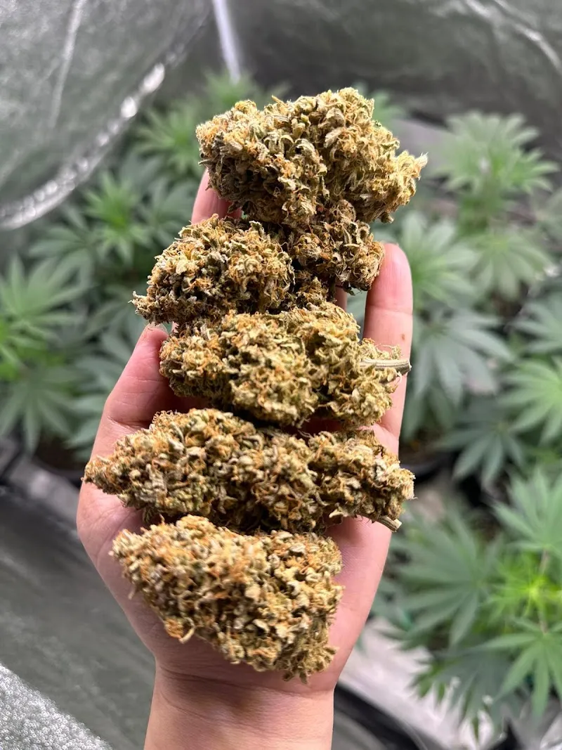 Hanuman 420
