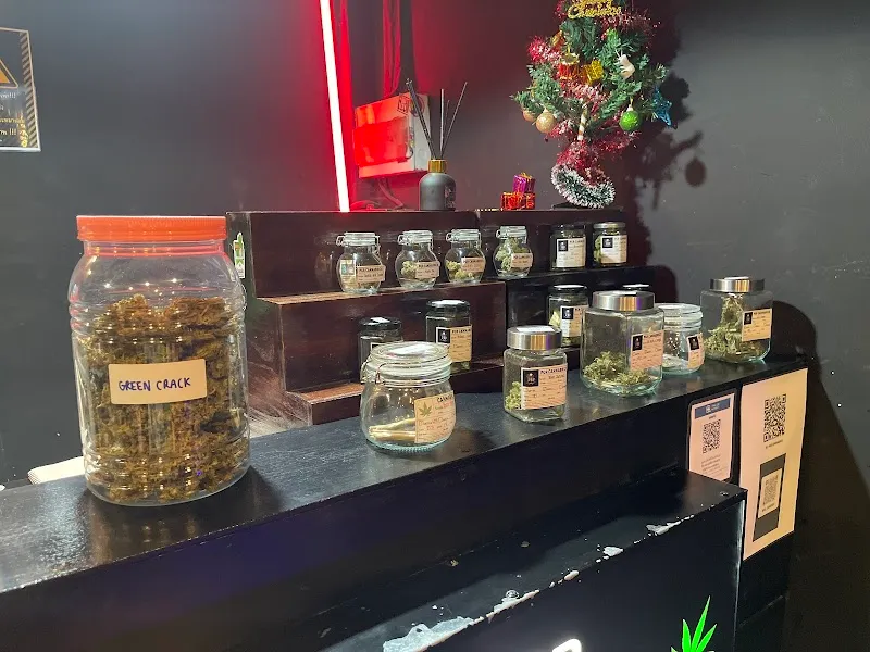 Herb Blood | Cannabis - Snus nicotine pouch In Udonthani