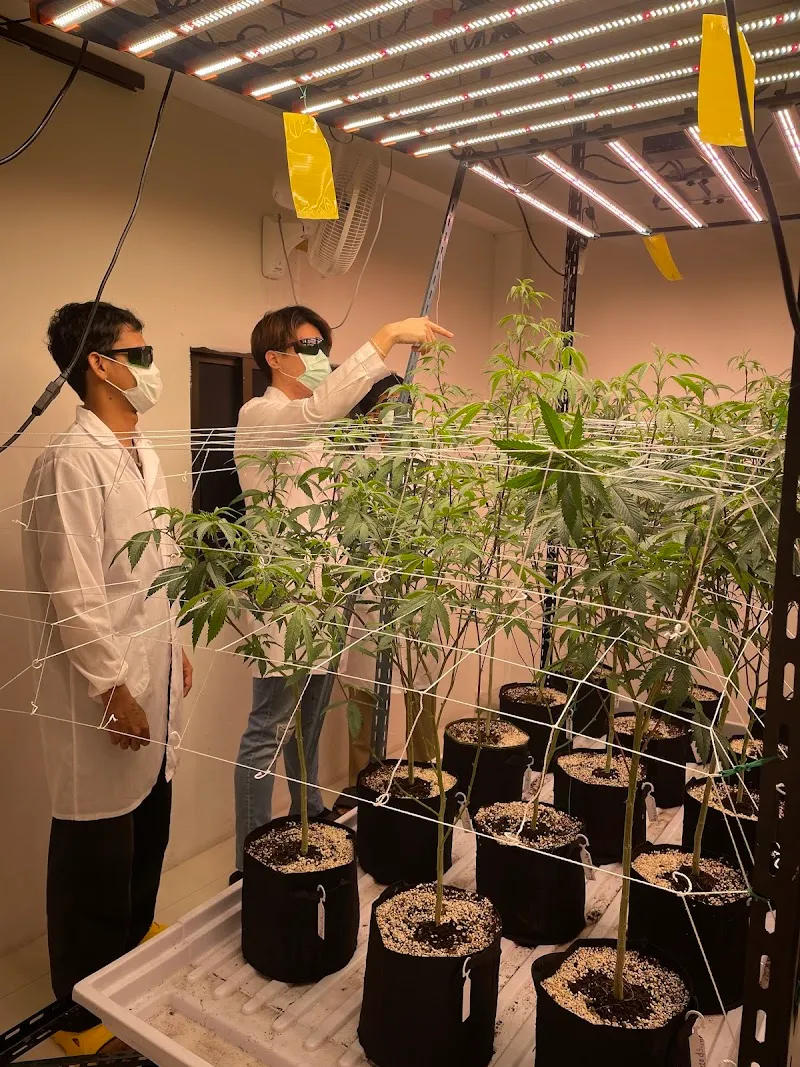 High and Stoned Cannabis Dispensary Hatyai (Weed Shop)