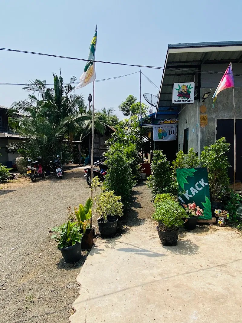 ร้านกัญชาI KACK CANNABIS