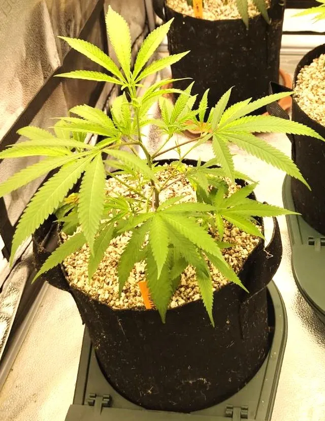 Jungle Garden Cannabis Dispensary Bailan