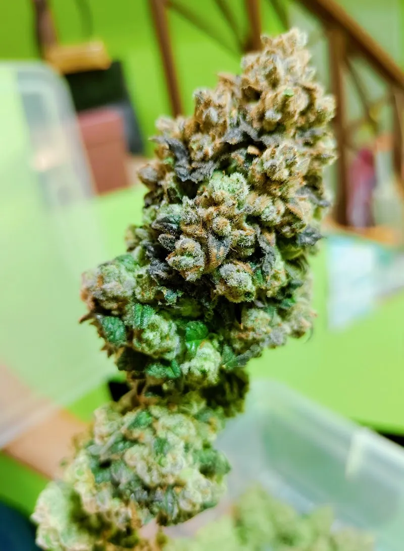 Jungle Garden Cannabis Dispensary Bailan