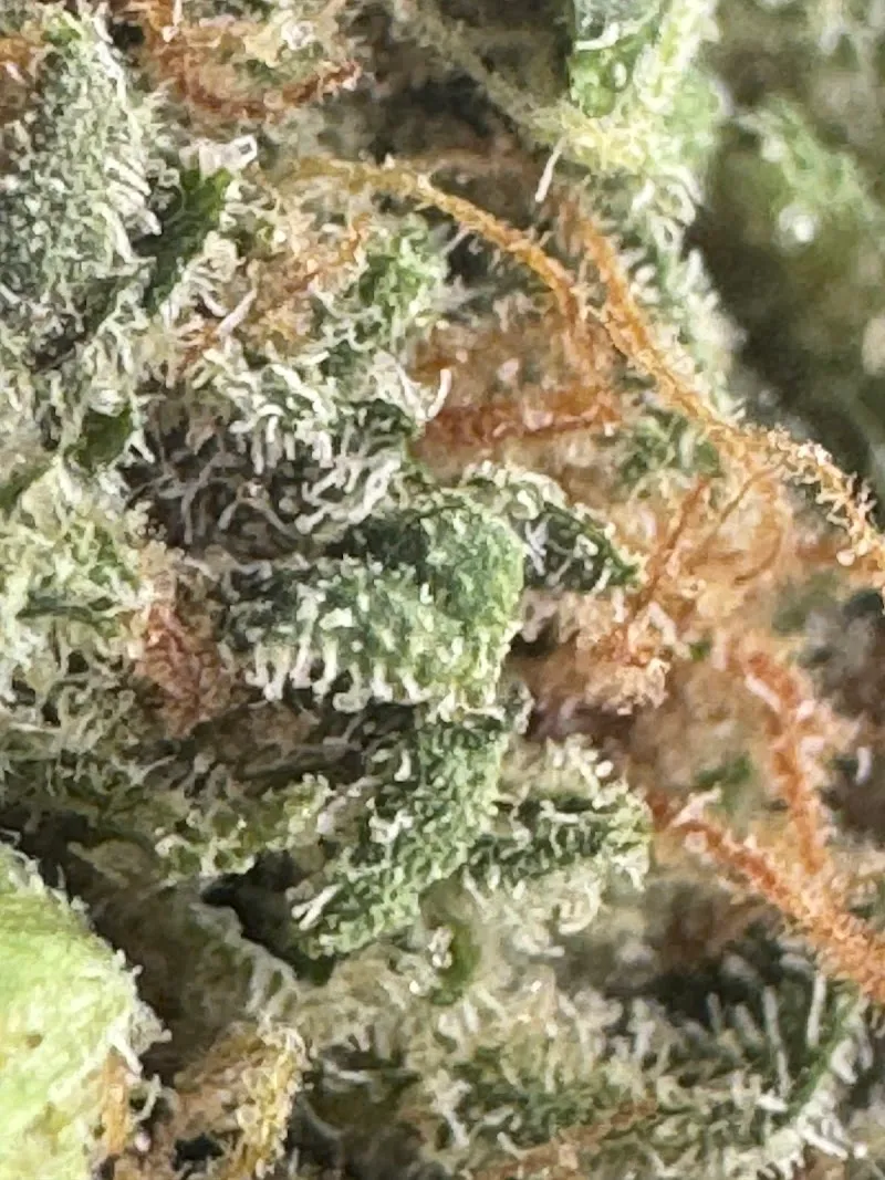 Khun Chok Dee Cannabis Shop