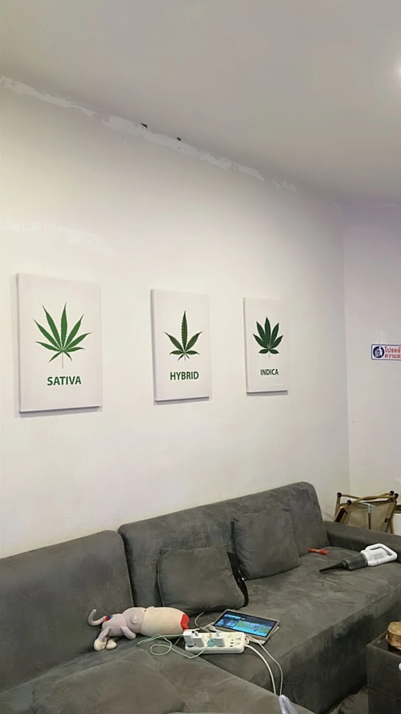 แมวเมากัญ KKC (สาขาหลังมอminimall) cannabis shop
