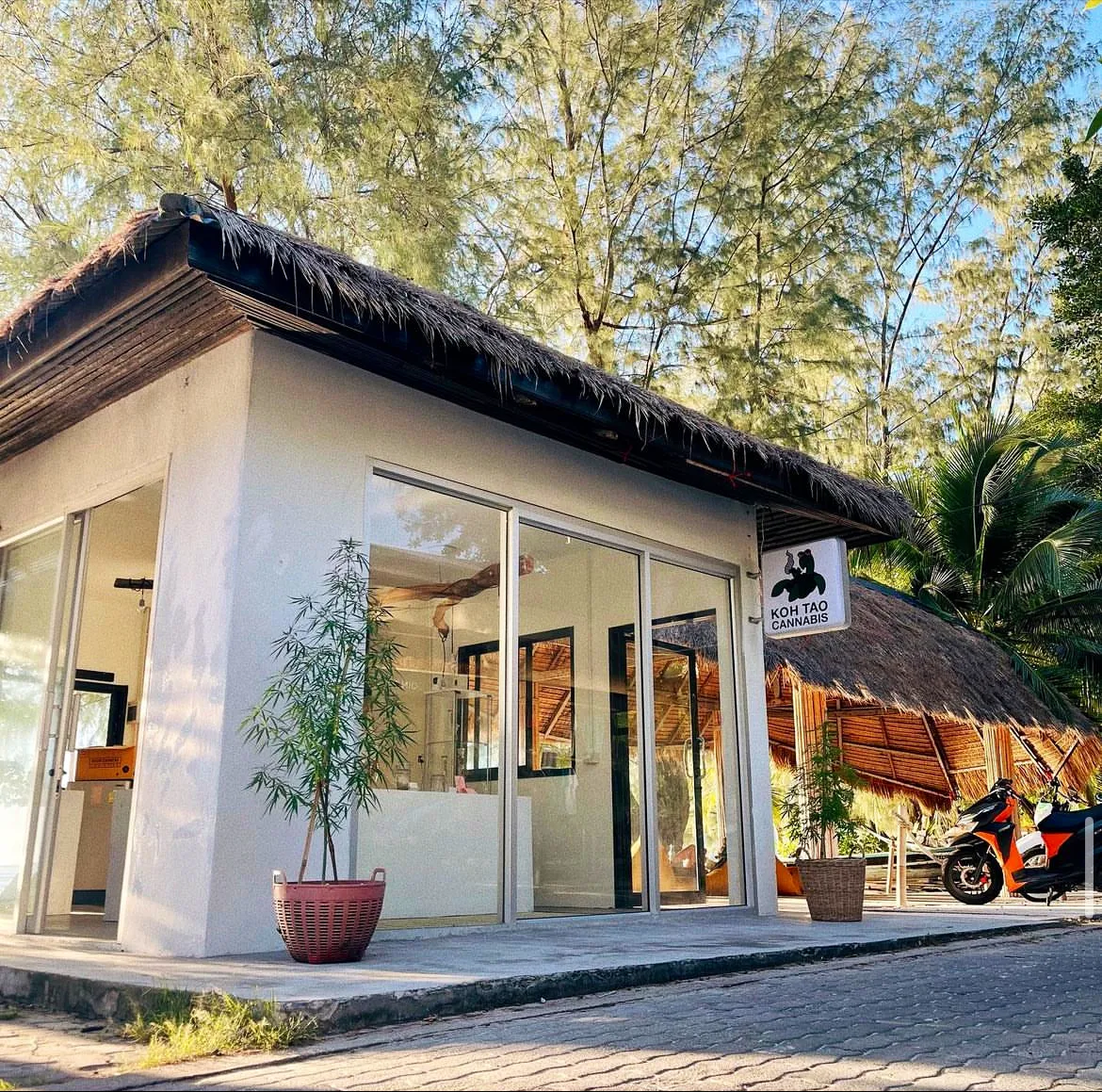 Koh Tao Cannabis