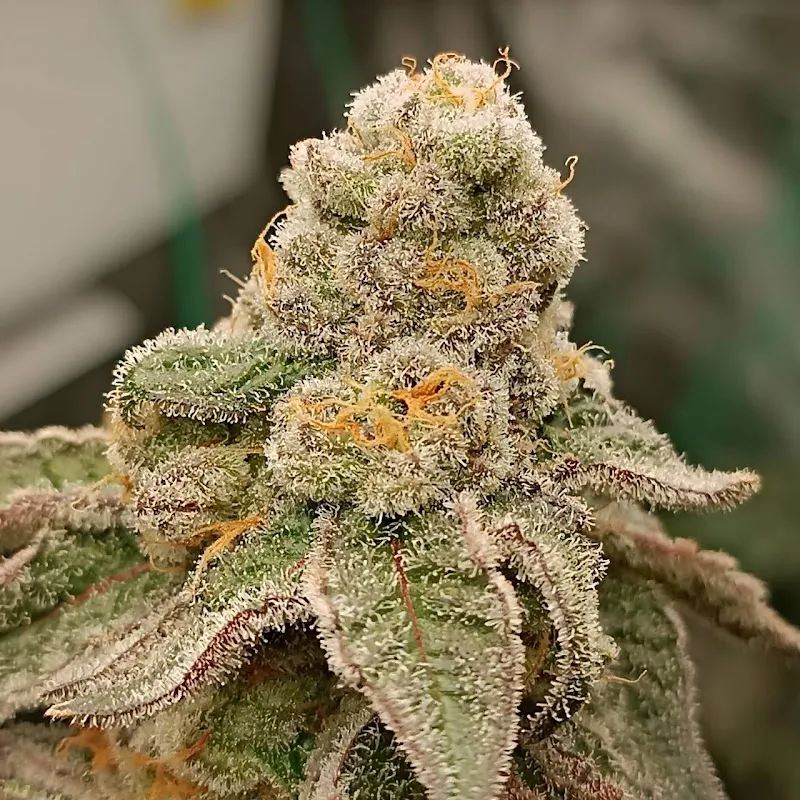 Ladybug Weed