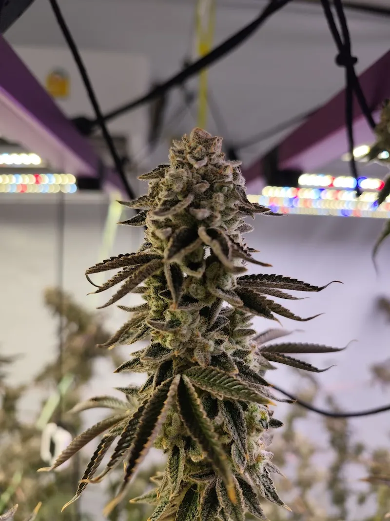 Love And Flowers Cannabis shop