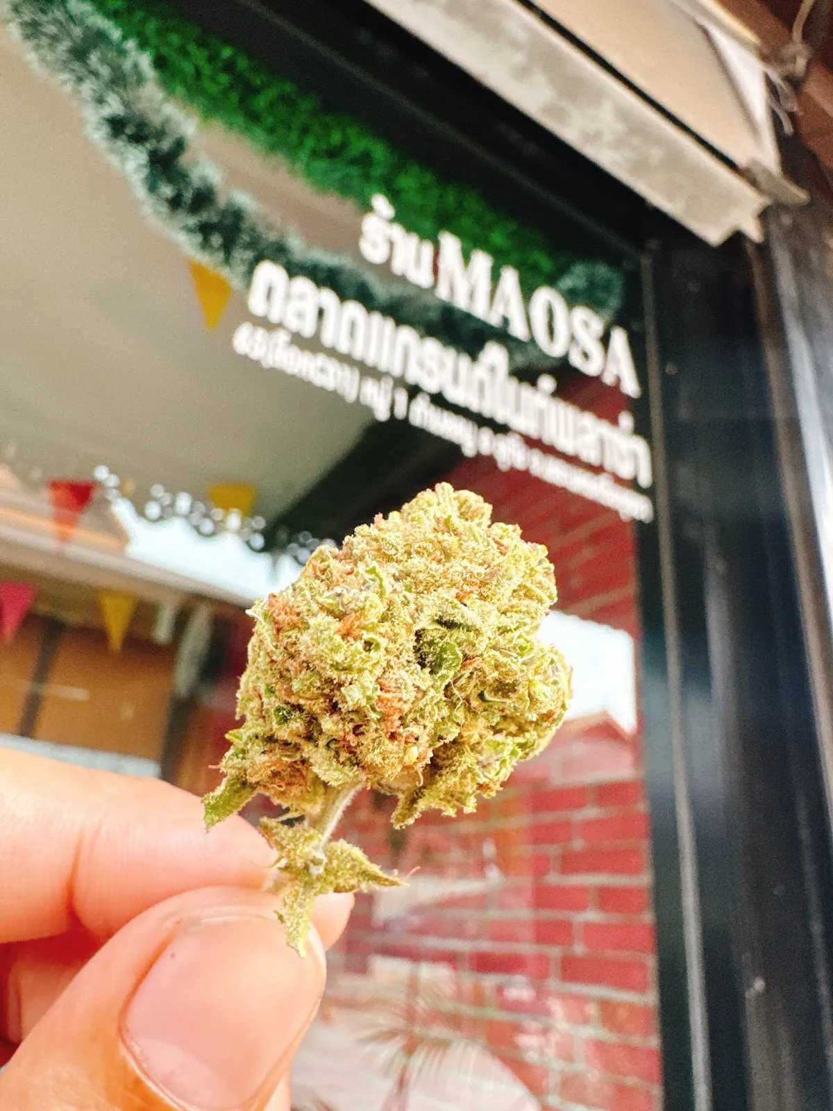 MAOSA Cannabis Shop