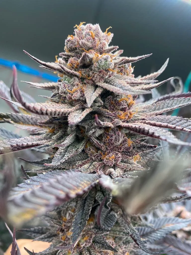 Money weed cannabis thailand