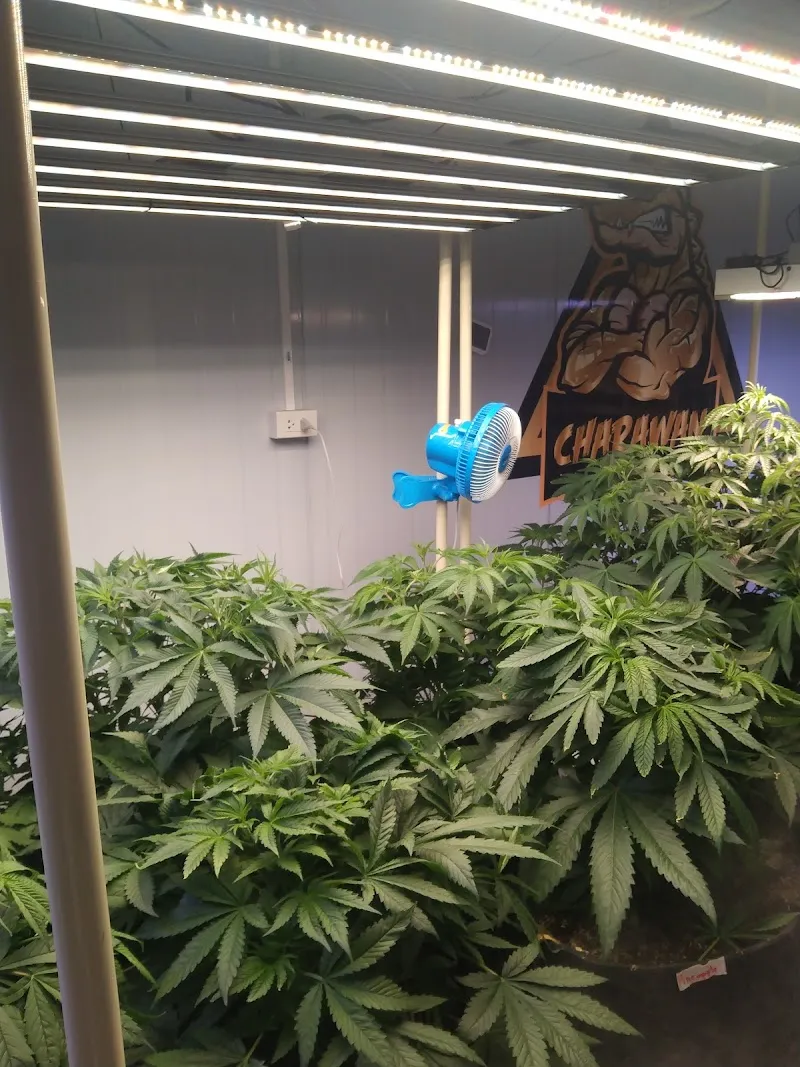 Money weed cannabis thailand