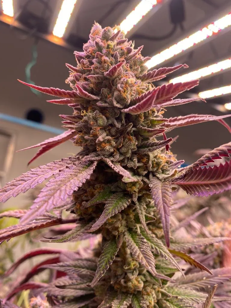 Money weed cannabis thailand