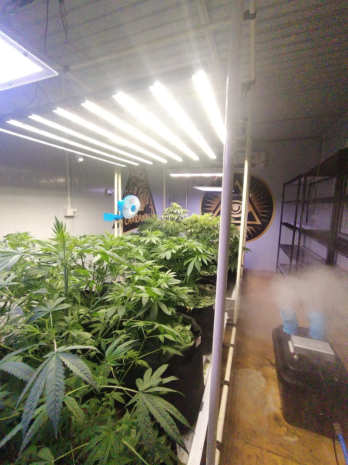 Money weed cannabis thailand