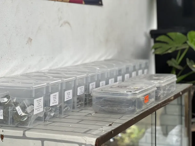 Mungkon Cannabis 420