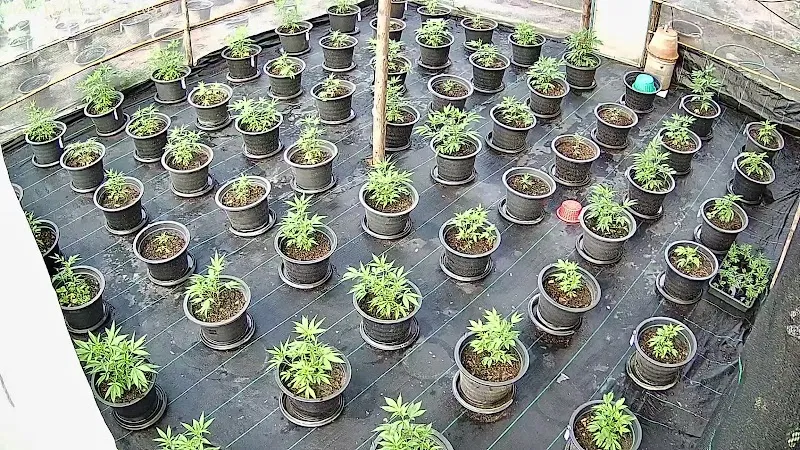 Mungkon Cannabis 420