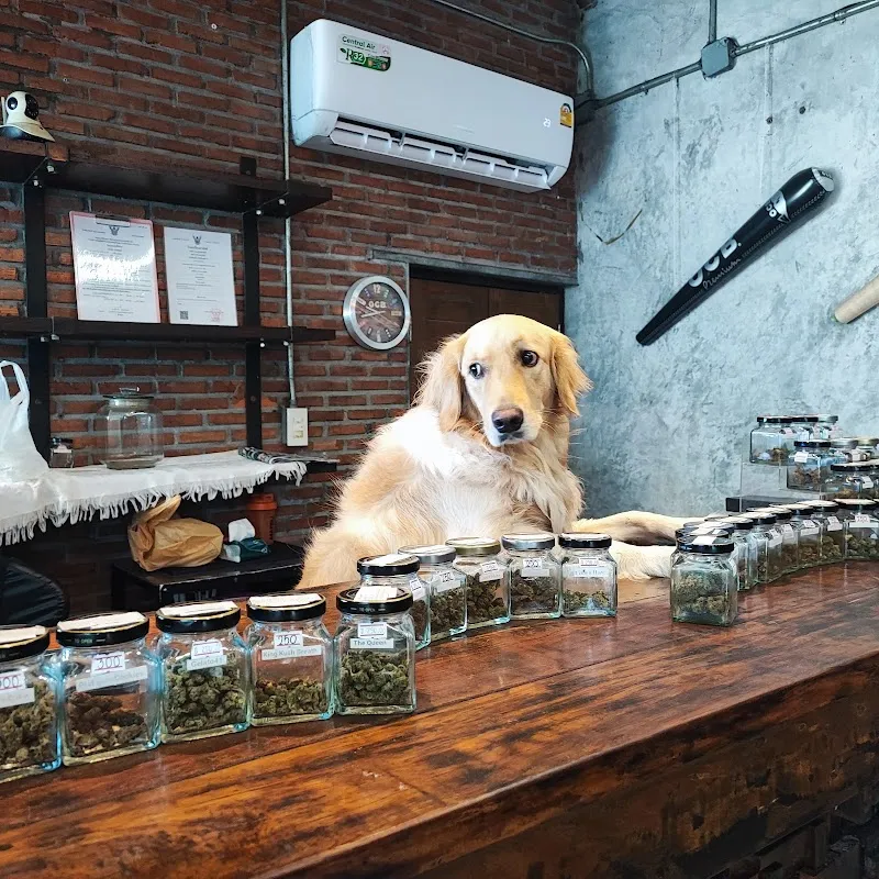 Nutta Cannabis2