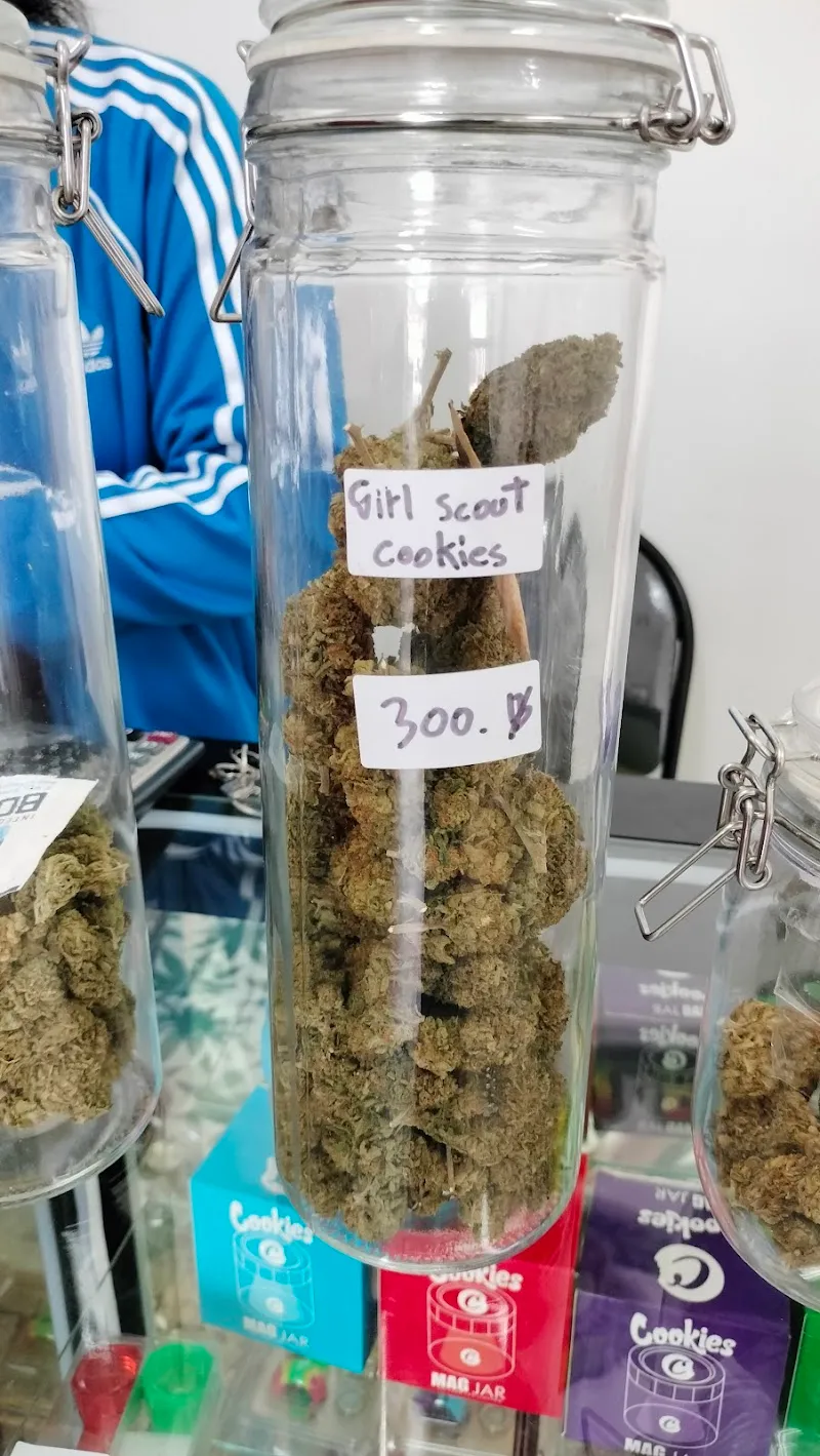 กัญชา pig jungle pakchong