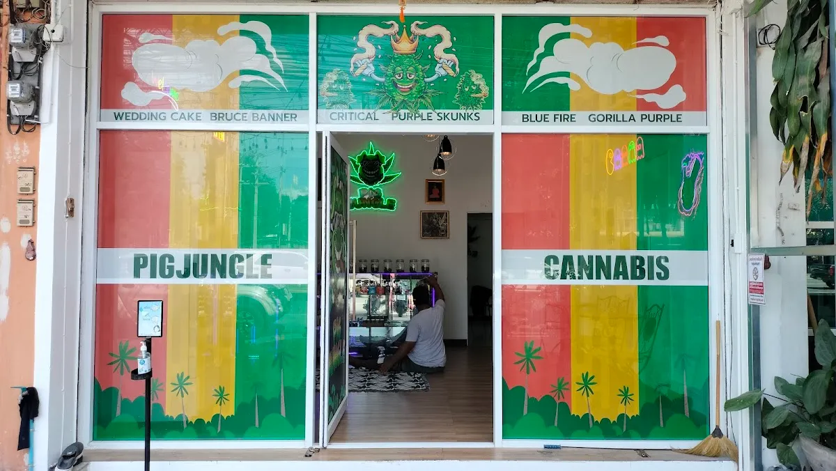 กัญชา pig jungle pakchong