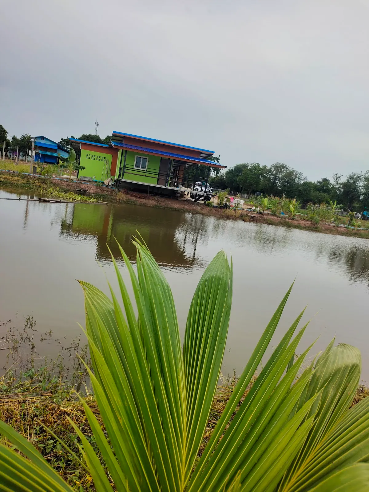 ทุ่งกัญชา การ์เด้น