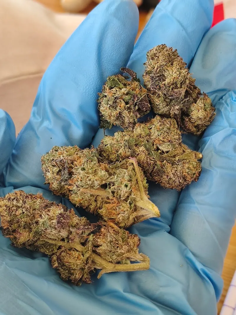 Rolling high cannabis