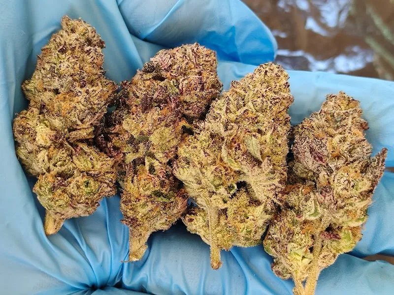 Rolling high cannabis