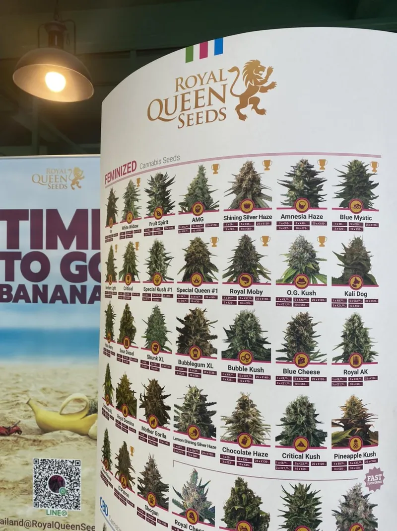 Royal Queen Seeds Thailand