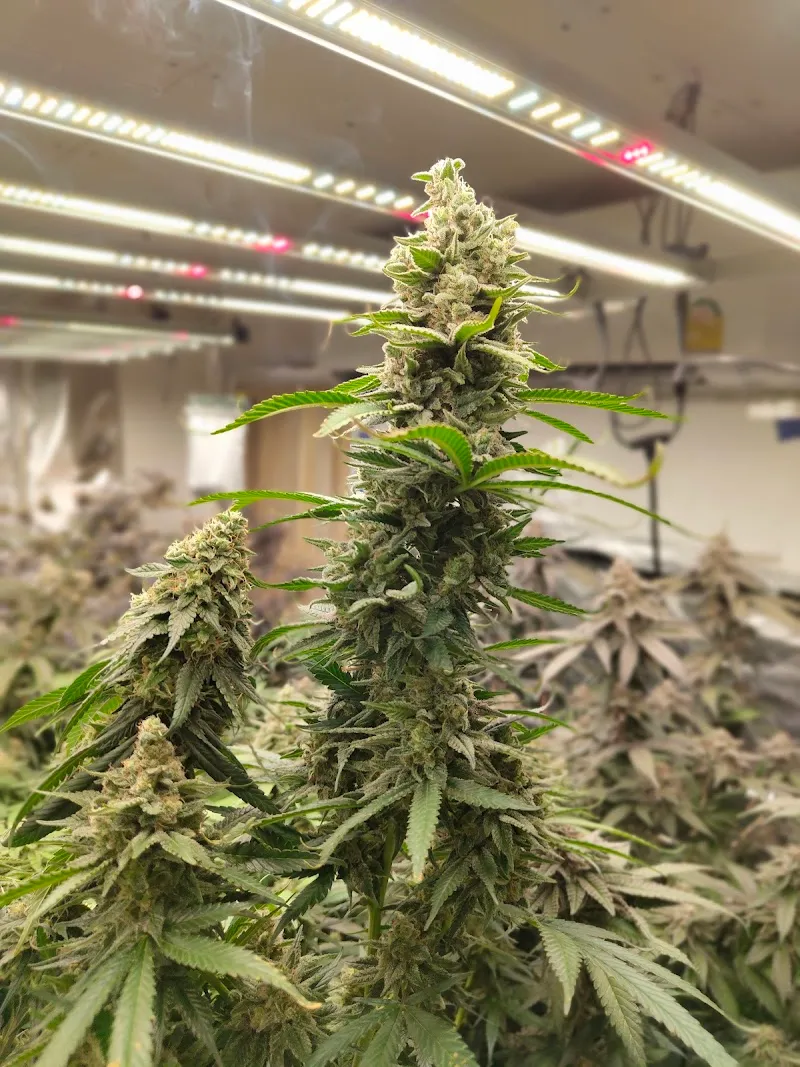 Sanaes buds koh chang