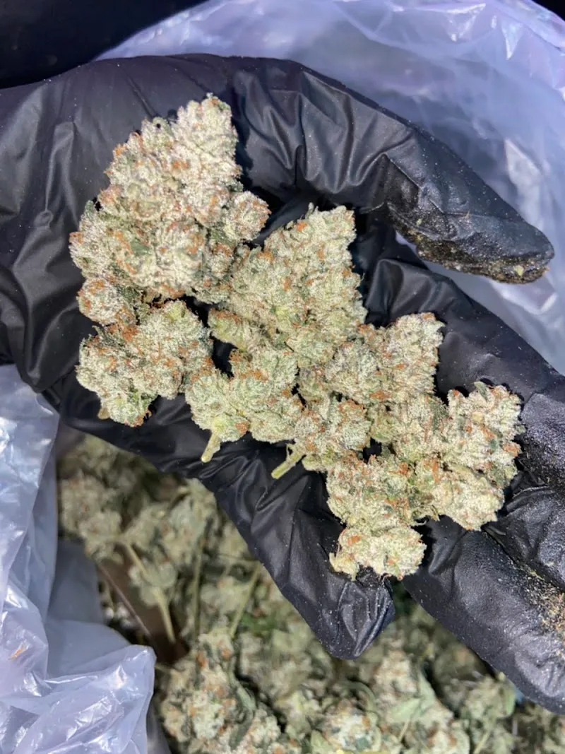 Slow High Cannabis Store Khonkaen