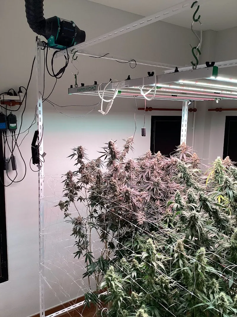 Stone Face Cannabis Koh Chang