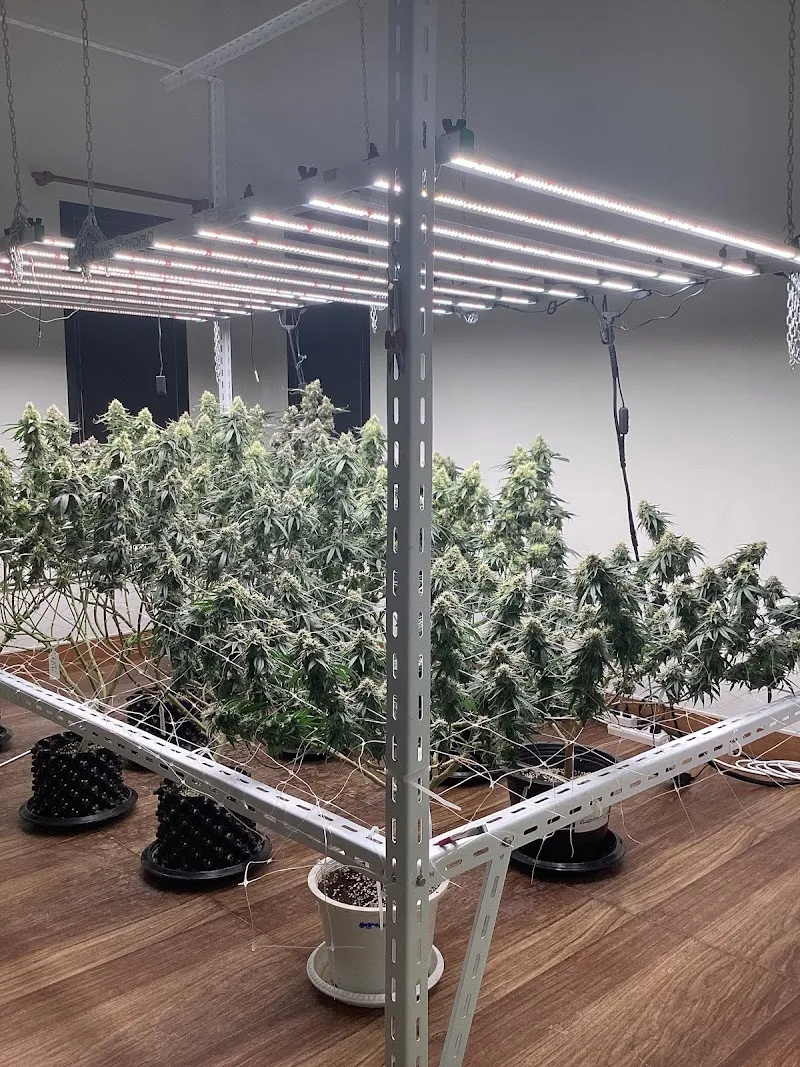 Stone Face Cannabis Koh Chang