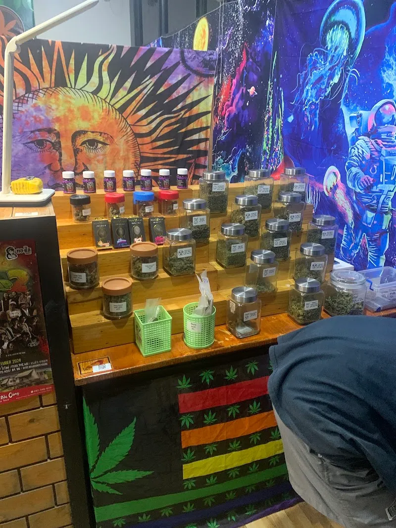 Teddy Bear 420 สาขาหนองตาคง (cannabis)