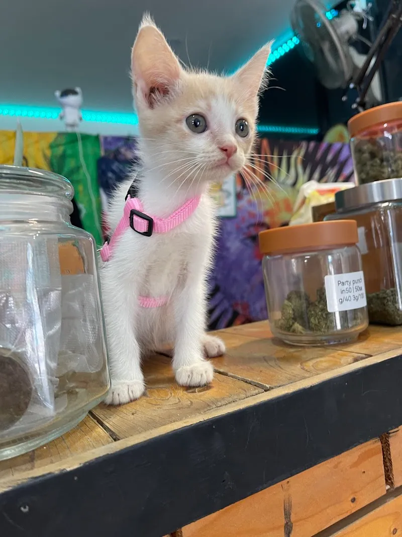 Teddy Bear 420 สาขาหนองตาคง (cannabis)