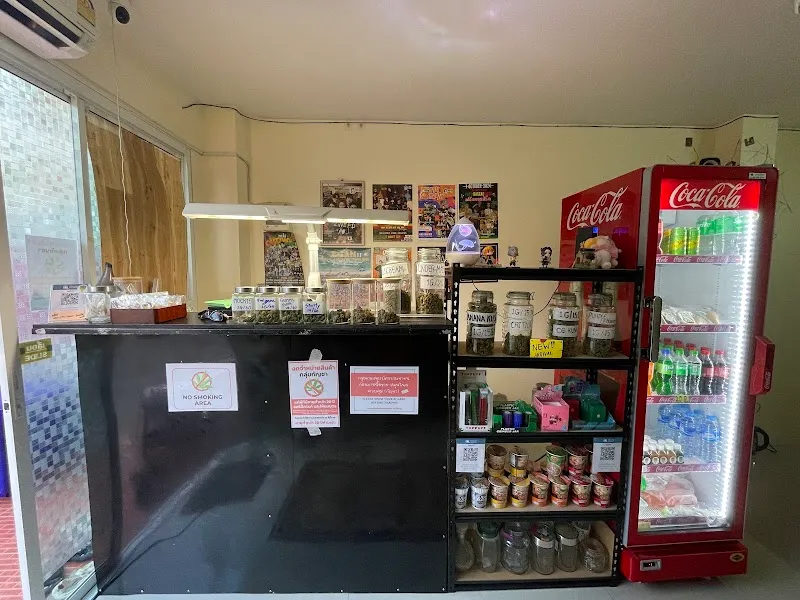 TermsookCannabis30Kanya