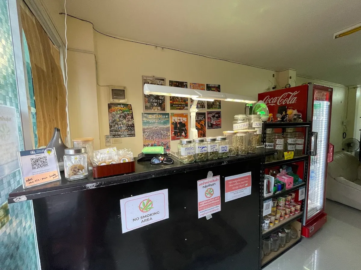 TermsookCannabis30Kanya