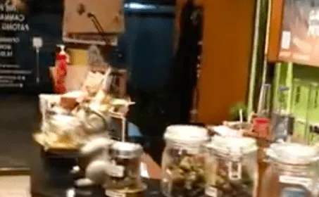 The Phuket Cannabis Club Patong